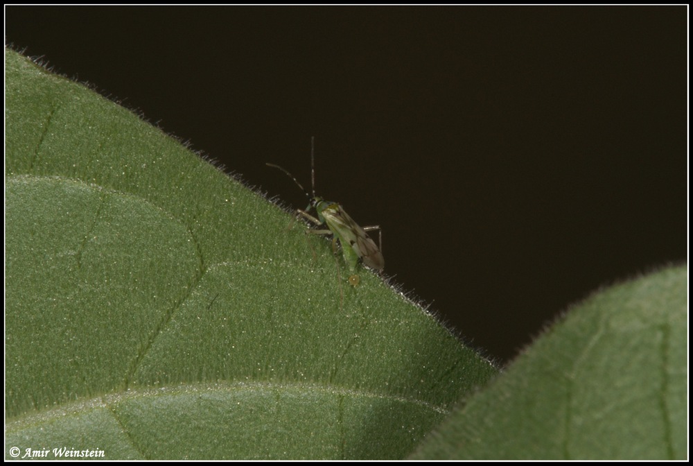 Miridae d''Israele: Nesidiocoris tenuis - more photos